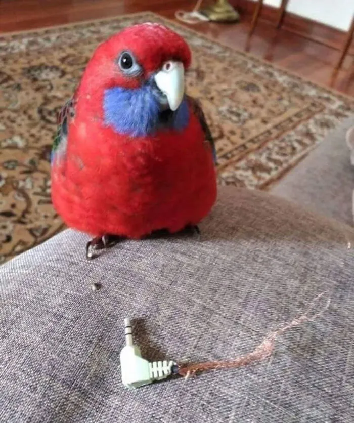 39 Giggle-Worthy Memes Where Birds Took Center Stage