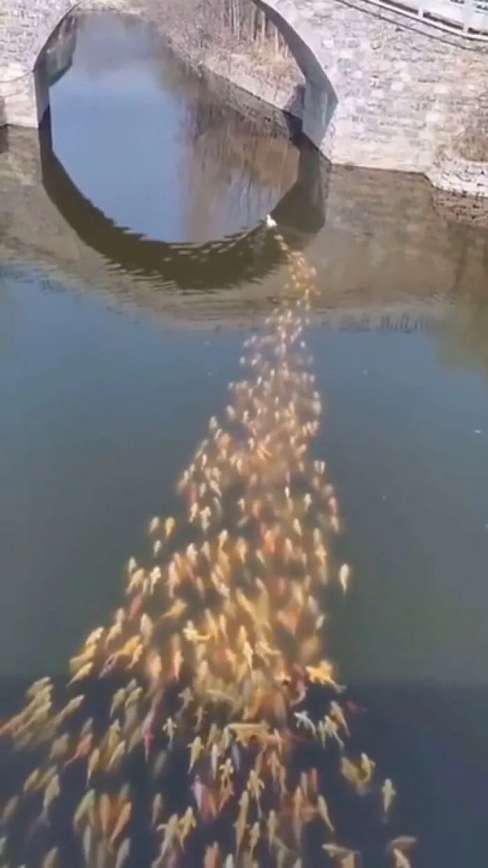 The Duck Is The Mother Of Fishes