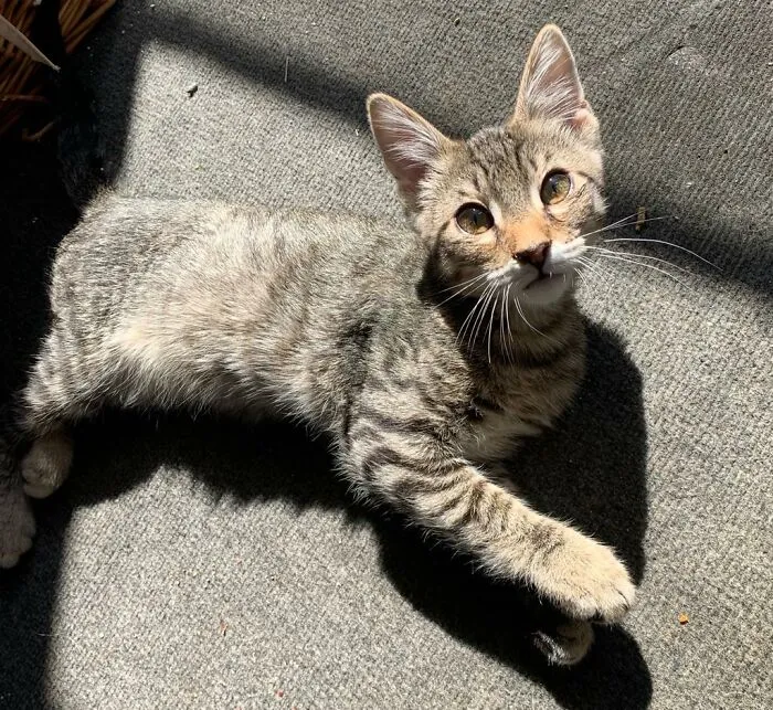 This Is Curtis - He's 3 Now And Becoming The Biggest Love Bug