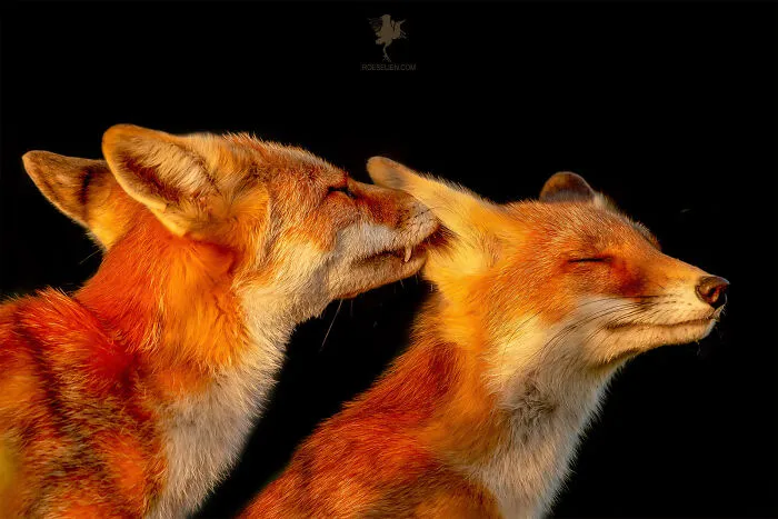 To Celebrate Mother’s Day, I Captured 21 Photographs Of Foxes With Their Little Cubs (New Pics)