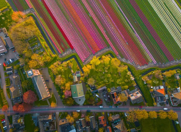 Spectacular Photos From This Year's Tulip Season In The Netherlands