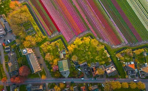 27 Photos Of Tulips In The Netherlands That I Took (New Pics)