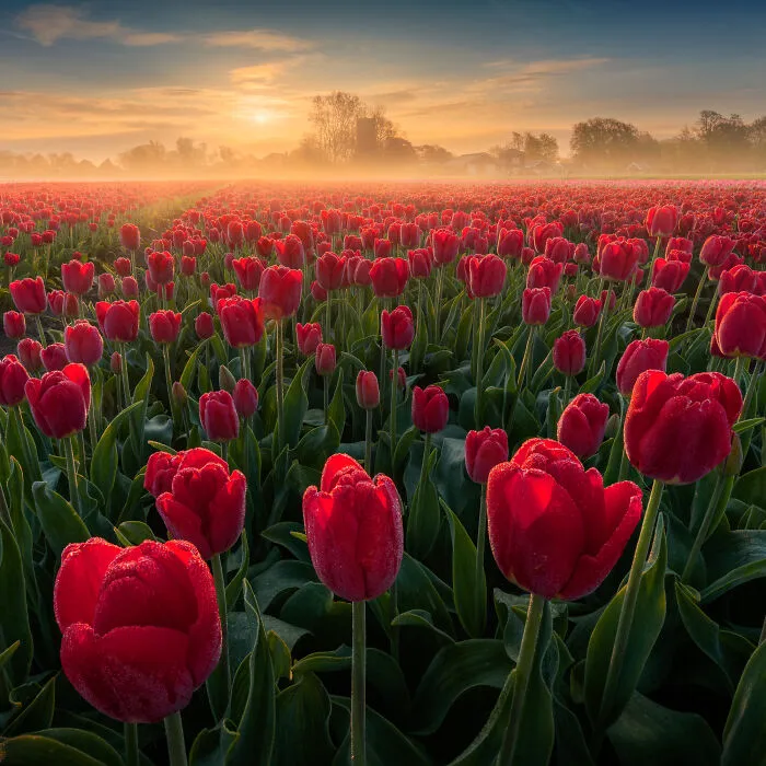 27 Photos Of Tulips In The Netherlands That I Took (New Pics)