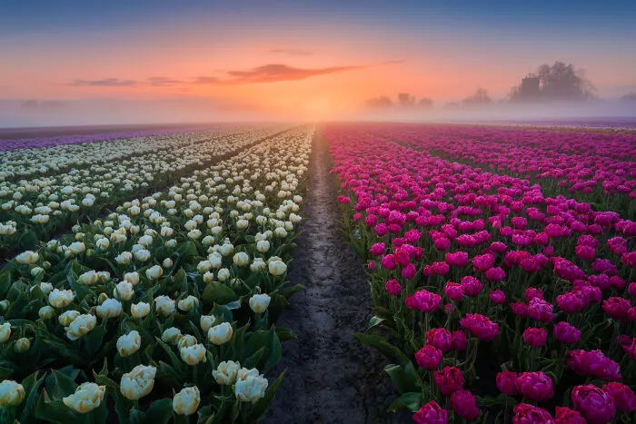 27 Photos Of Tulips In The Netherlands That I Took (New Pics)