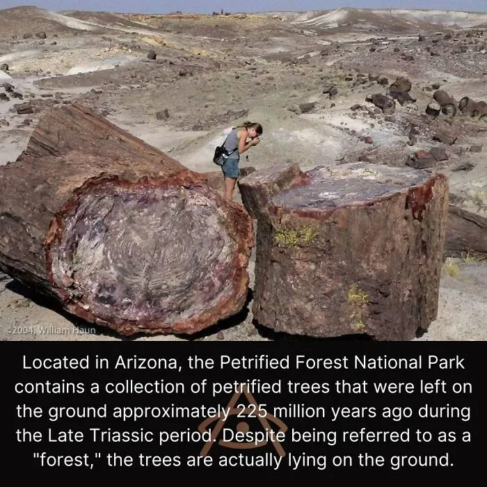 Petrified Forest National Park