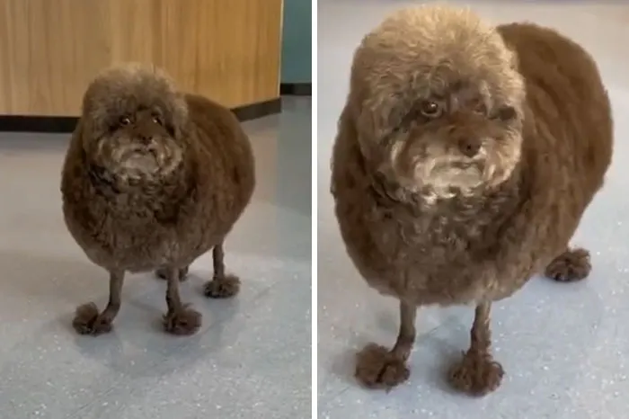 Sheep Dog?