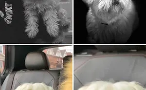 50 Pet Haircuts That, For Better Or Worse, Completely Transformed Their Look (New Pics)