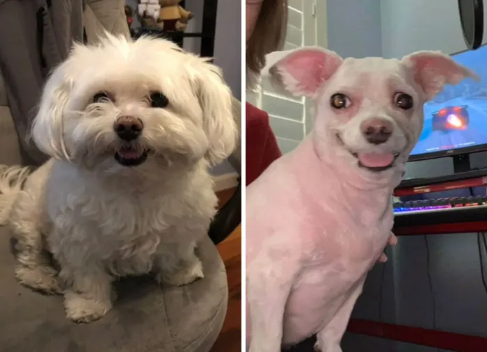 Dad Took The Dog To The Groomers And Told Them To Shave Off As Much As They Could. I Promise You It’s The Same Dog