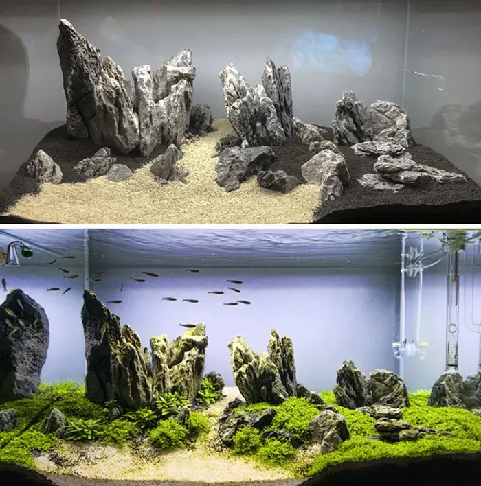 Before And After 1 Month Of Growth In My Iwagumi Tank