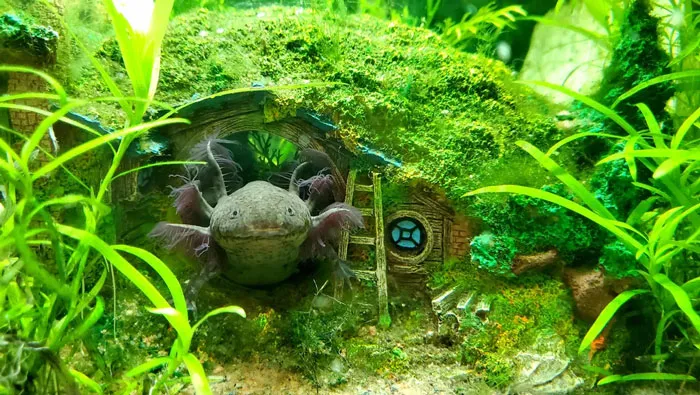 Aquarium Ideas
