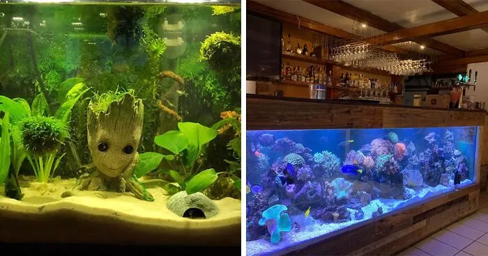 50 Stunning Aquarium Ideas, As Shared By People Online