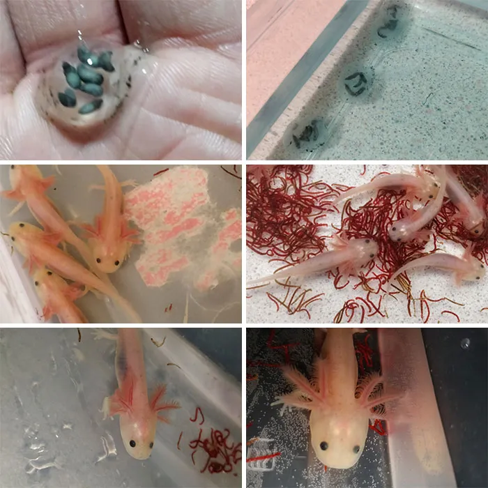 Update On The Batch I Had With The Multiple Babies In One Egg. They Turned Out Great Had A Really Really High Survival Rate