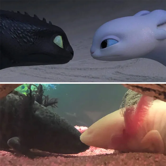 Dragon Friends Irl