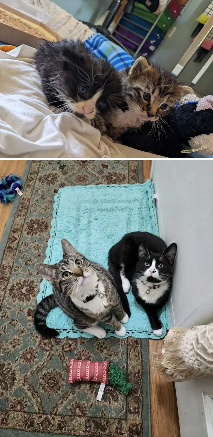 My First Bottle Baby Foster Kittens After A Neighbor Found Them In A Rainstorm vs. Four Months Later In Their Forever Home!