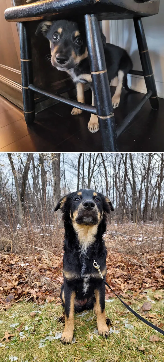 From Shy And Unsure On Day 1 To Proud And Confident On Her 6 Month Birthday. Good Ol’ Rose