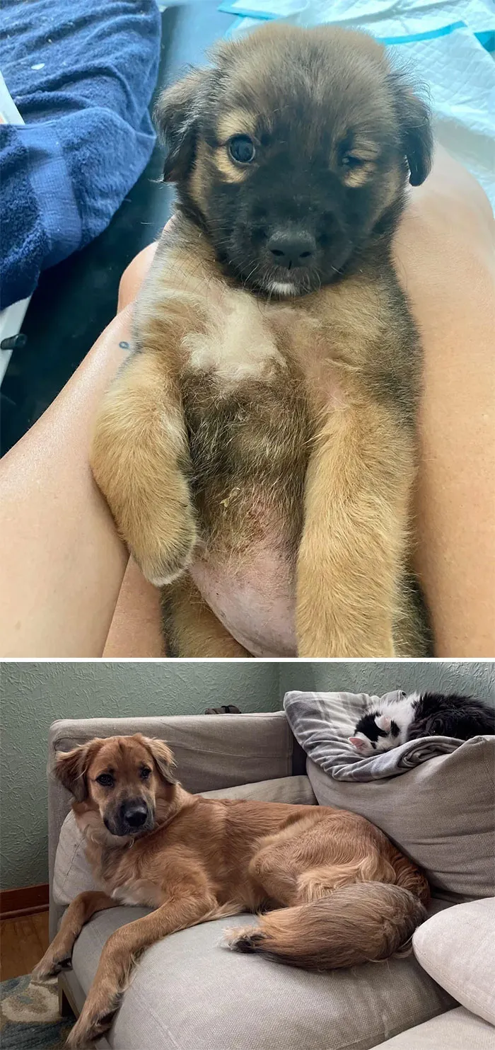 De ser un bebé sarnoso de la calle a ser un adorable perezoso que se la pasa en el sillón