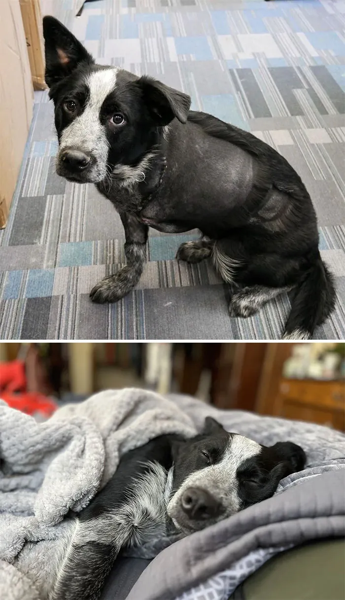 Me encontré con este amiguito de tres patas en el refugio y supe de inmediato que me convertiría en su papá humano. ¡Saluden al Señor Trípode!