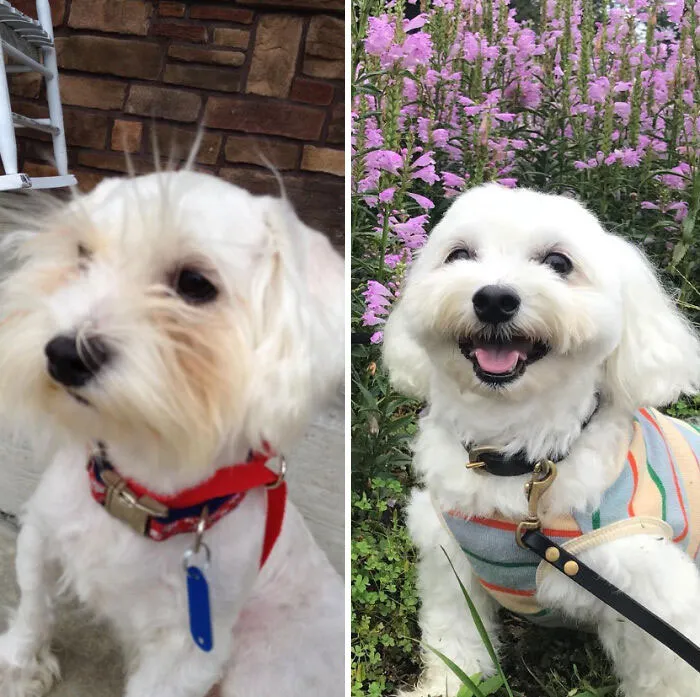 It Has Been Six Years Since We Adopted Monet From A Shelter In Oh, USA. He Seemed Exhausted When I Picked Him Up, But Now He Smiles A Lot! Please Adopt Dogs!