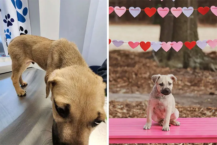 He Was Surrendered To Me For Having Seizures, Now Hes Improved So Much With Good Nutrition And Lots Of Vet Visits! 