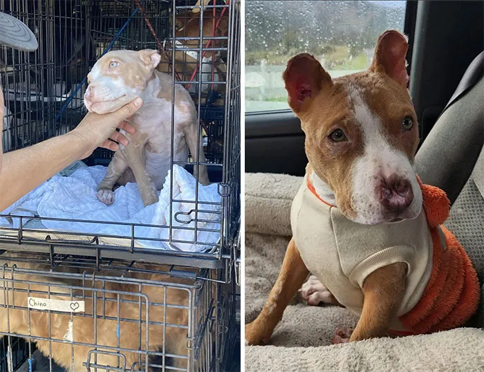 Milly, Truly A Remarkable Recovery/Story!