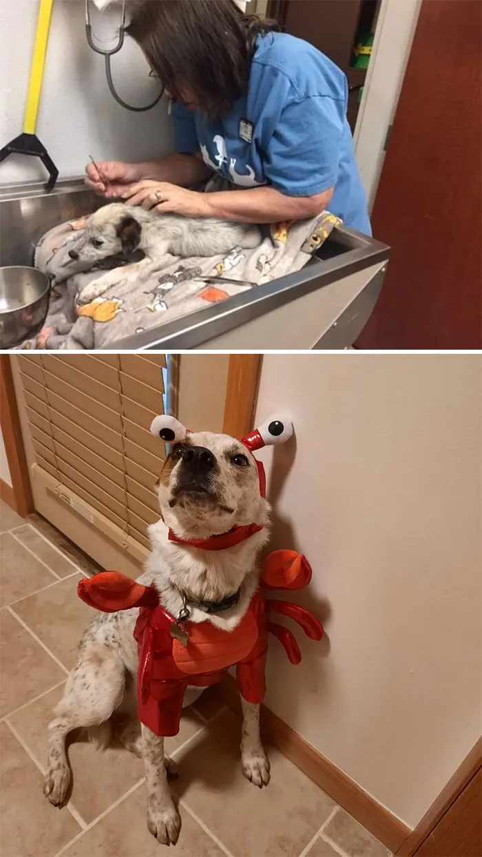 From Abandoned Puppy Covered In Over 100 Ticks To Snuggly Goofball Living Her Best Life