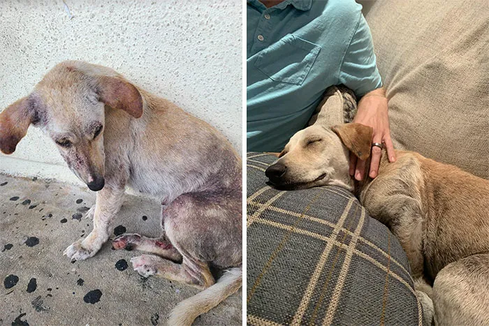 Ausra era una perra callejera de Guam que estaba infestada con sarna hasta el punto de que apenas podía caminar. Vimos sus fotos en Facebook, así que la acogimos y la curamos. Ahora está disfrutando de la vida con nosotros en nuestro nuevo hogar en Chicago 