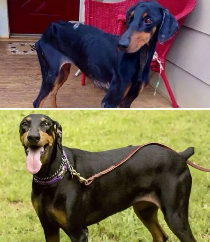  Esta fue mi amor, Maya. La imagen de arriba es del día en que la rescataron de una situación de abandono y maltrato, ¡y la de abajo es del día en que la adopté! Supongo que esto es más bien un antes y un después del rescate
