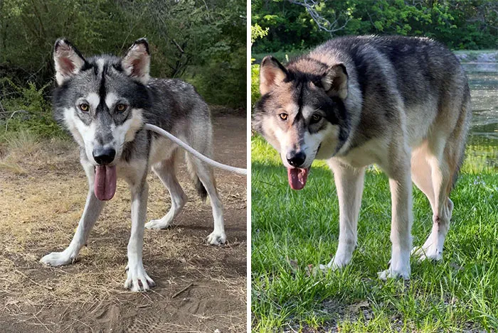 El segundo día de Kenai en casa vs. ahora