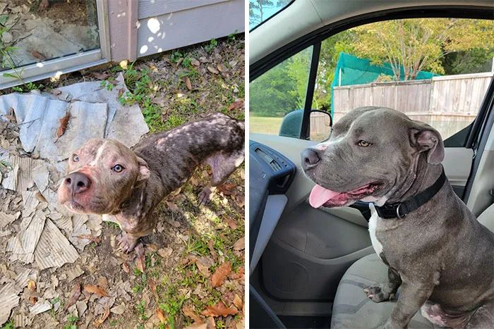 De estar cubierto de ácaros a brillar de salud: el progreso de Bones, nuestro perro de acogida, 2 meses después de que lo encontramos