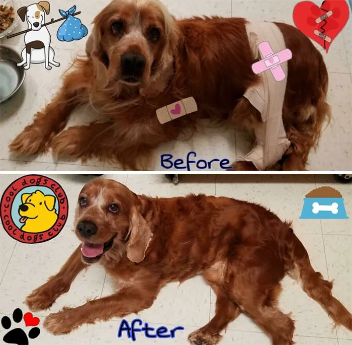 It’s Been A Struggle For My Good Boy But His Body, Mind And Spirit Are Almost Healed!