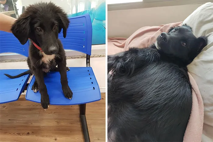 This Is Kobe. Sometimes I Wonder If He Ran Away Or Got Abandoned By Someone. But He Was Found Injured, Malnourished, Sick And Very Afraid Of Men Specifically