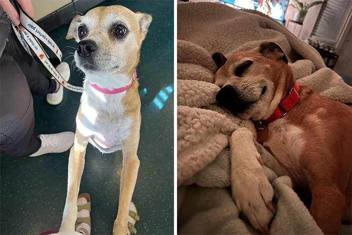 From Foster To Foster Fail! We Love Our 12 Year Old Lumpy Girl