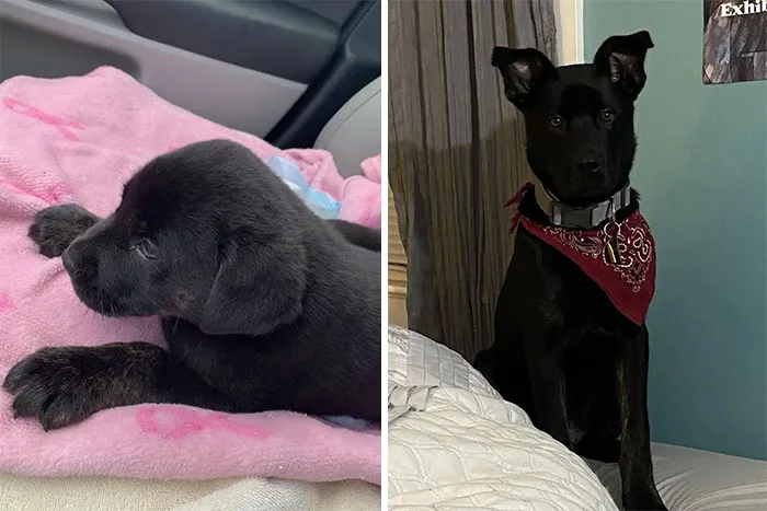 Brought To The Emergency Vet After A Good Samaritan Watched Him Get Hit By A Car At 12 Weeks, Now An Absolutely Spoiled Rotten Boi 
