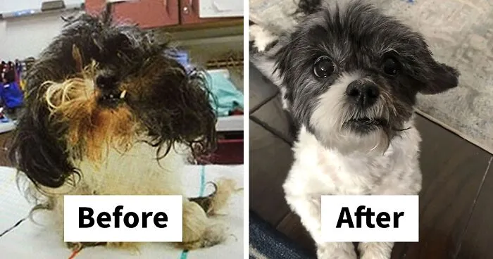 40 Pictures Of Dogs’ Before-And-After Transformations Post Adoption To Melt Your Heart (New Pics)