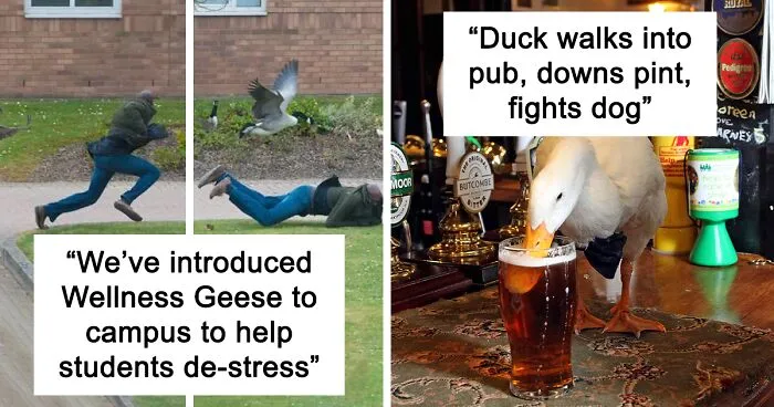50 "Cursed" Pictures Shared By The 'Birds With Threatening Auras' Online Page