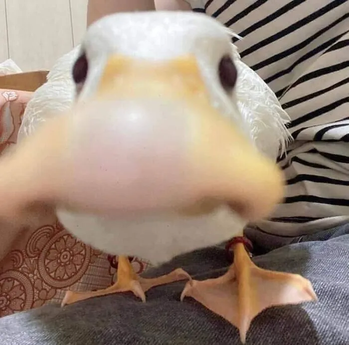 50 "Cursed" Pictures Shared By The 'Birds With Threatening Auras' Online Page
