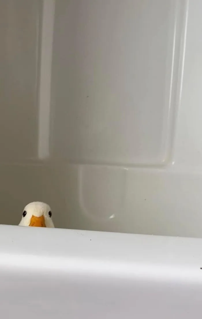 50 "Cursed" Pictures Shared By The 'Birds With Threatening Auras' Online Page