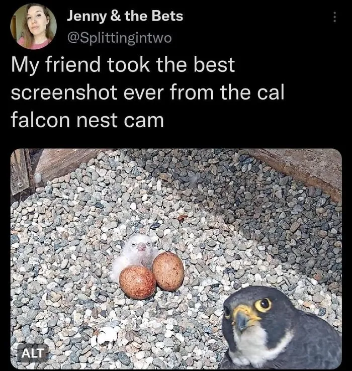 50 "Cursed" Pictures Shared By The 'Birds With Threatening Auras' Online Page