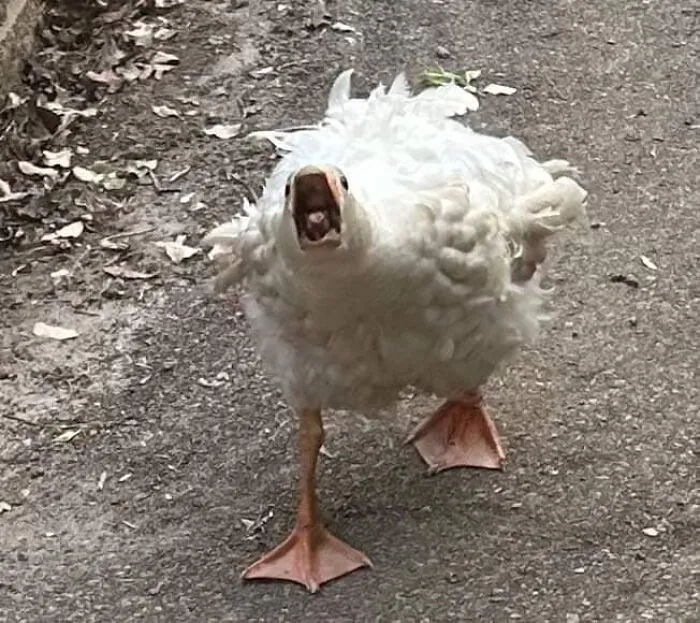 50 "Cursed" Pictures Shared By The 'Birds With Threatening Auras' Online Page