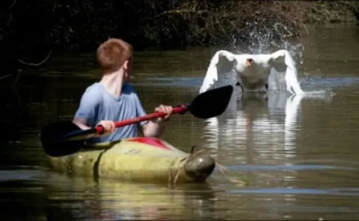 50 "Cursed" Pictures Shared By The 'Birds With Threatening Auras' Online Page