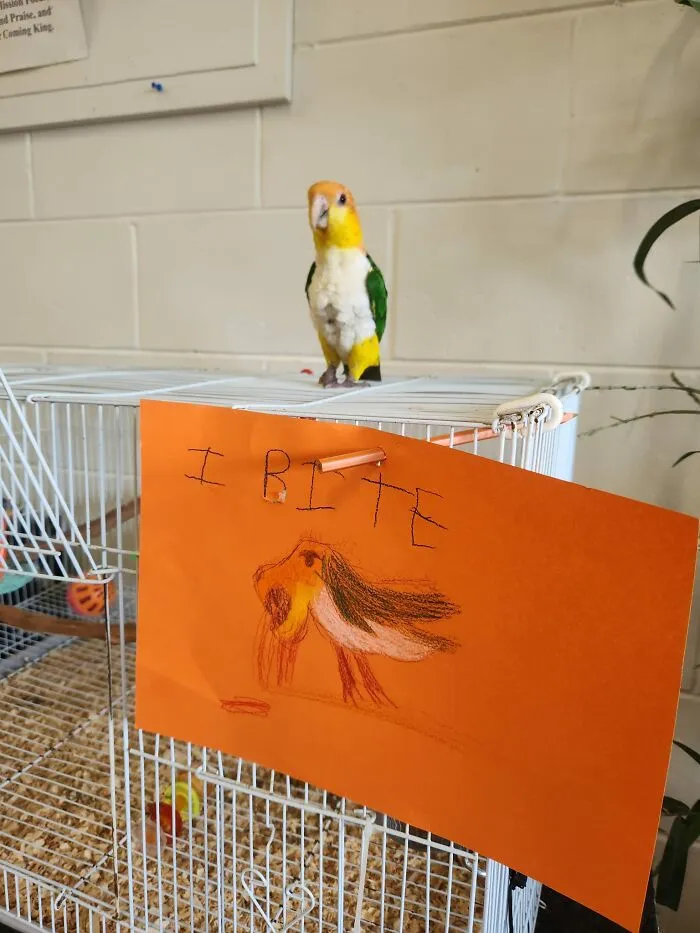 50 "Cursed" Pictures Shared By The 'Birds With Threatening Auras' Online Page