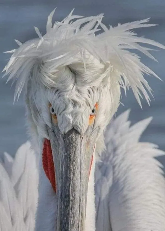 50 "Cursed" Pictures Shared By The 'Birds With Threatening Auras' Online Page