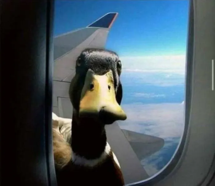 50 "Cursed" Pictures Shared By The 'Birds With Threatening Auras' Online Page