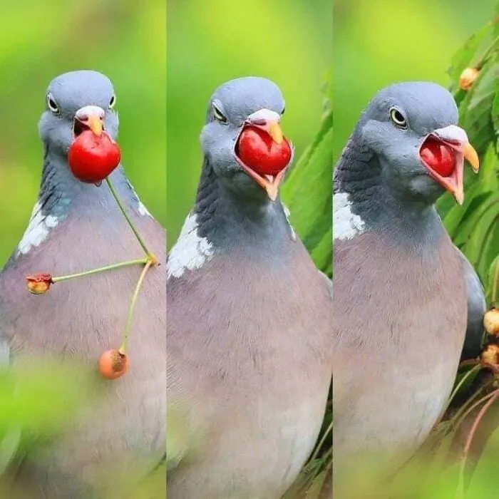 50 "Cursed" Pictures Shared By The 'Birds With Threatening Auras' Online Page