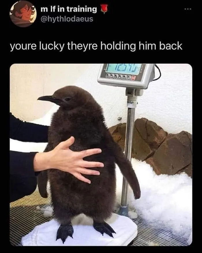 50 "Cursed" Pictures Shared By The 'Birds With Threatening Auras' Online Page