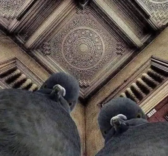 50 "Cursed" Pictures Shared By The 'Birds With Threatening Auras' Online Page