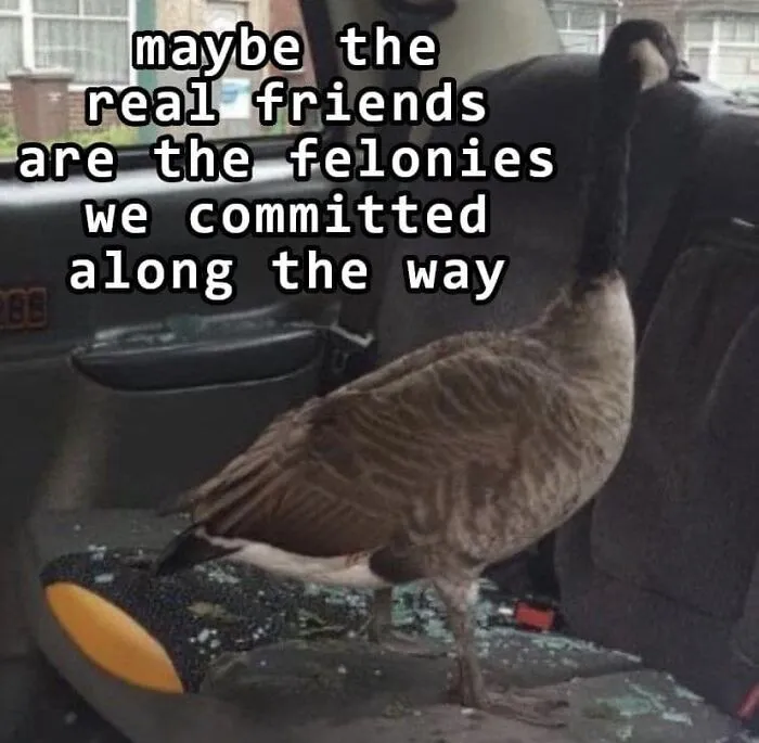 50 "Cursed" Pictures Shared By The 'Birds With Threatening Auras' Online Page