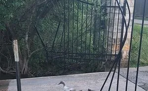 50 "Cursed" Pictures Shared By The 'Birds With Threatening Auras' Online Page