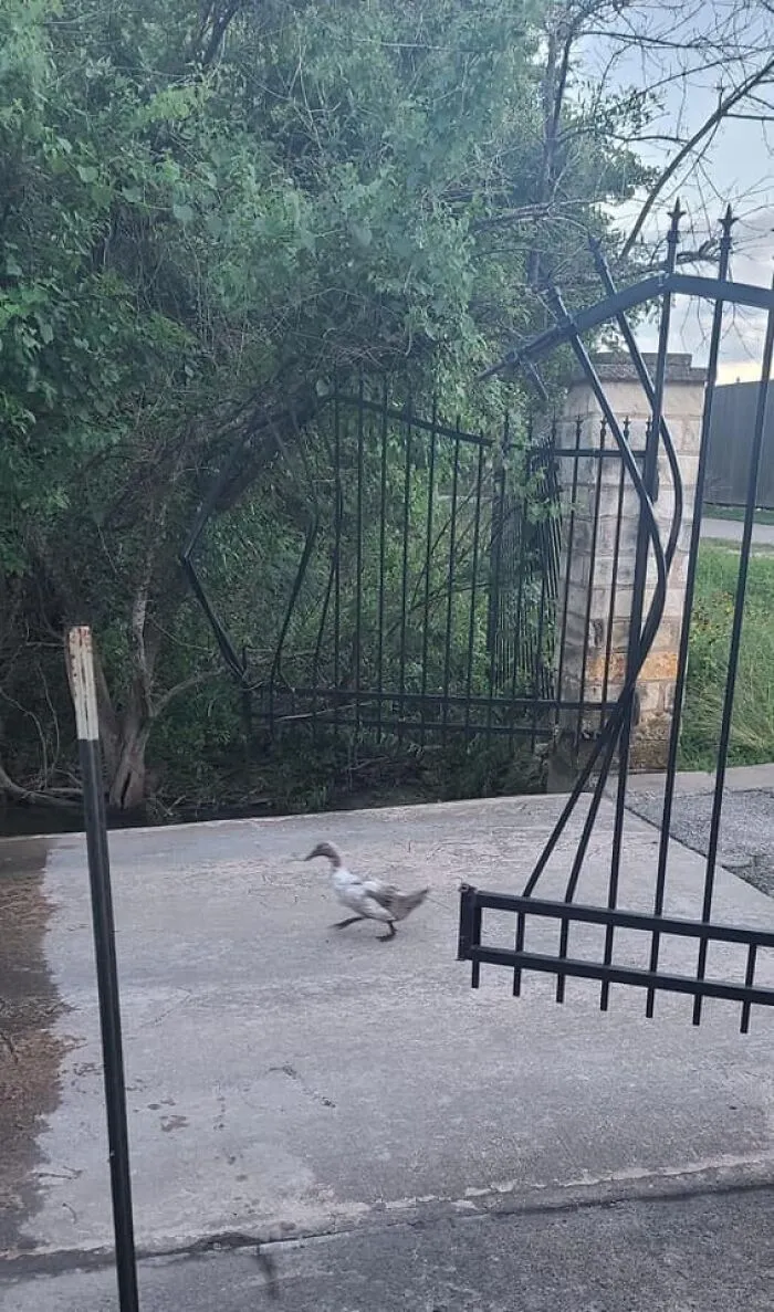 50 "Cursed" Pictures Shared By The 'Birds With Threatening Auras' Online Page