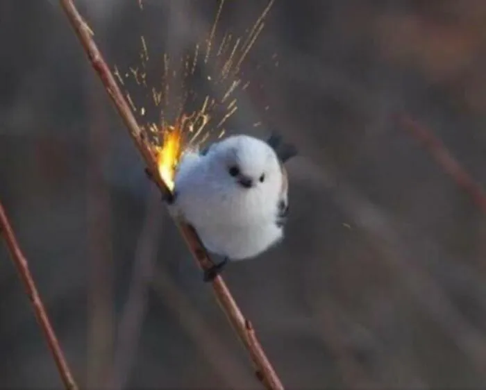50 "Cursed" Pictures Shared By The 'Birds With Threatening Auras' Online Page